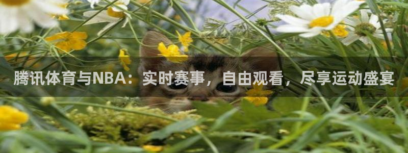 雨燕360体育免费观看